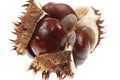 Horse chestnut Royalty Free Stock Photo