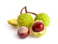 Horse-chestnut Aesculus fruits Royalty Free Stock Photo