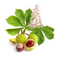 Horse-chestnut Aesculus fruits with leawes and flower.