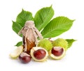 Horse-chestnut Aesculus fruits with leawes and flower.