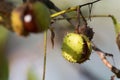 Horse-chestnut, Aesculus hippocastanum Royalty Free Stock Photo