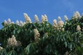 Horse Chestnut, aesculus hippocastanum, Blooming Tree Royalty Free Stock Photo