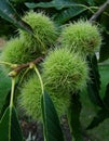 Horse Chestnut Aesculus hippocastanum