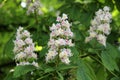 Horse chestnut (Aesculus hippocastanum, Conker tree) flowers Royalty Free Stock Photo