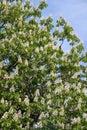 Horse chestnut (Aesculus hippocastanum, Conker tree) flowers blossoming Royalty Free Stock Photo