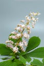 Horse-chestnut (Aesculus hippocastanum, Conker tree) flowers iso Royalty Free Stock Photo