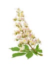 Horse-chestnut (Aesculus hippocastanum, Conker tree) flowers iso