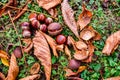 Horse chestnut - Aesculus hippocastanum on forest floor with lea Royalty Free Stock Photo