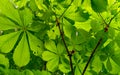 Horse chestnut (Aesculus hippocastanum) leaves in sunlight in spring. Royalty Free Stock Photo
