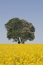 Horse Chestnut (Aesculus hippocastanum) with Royalty Free Stock Photo