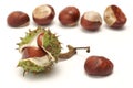 Horse chestnut Aesculus L., fruit