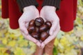 Horse-chestnut Aesculus in woman hands. Fresh chestnuts harvest in hands