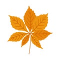 Horse chestnut autumn leaf on white background, vector