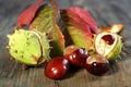 Horse Chestnut with autumn leaves.