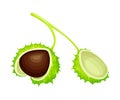 Horse Chestnut Brown Fruit in Green Spiky Capsule Shell Vector Illustration
