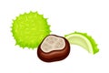 Horse Chestnut Brown Fruit and Green Spiky Capsule Shell Vector Illustration