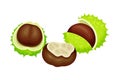 Horse Chestnut Brown Fruit in Green Spiky Capsule Shell Vector Illustration