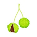 Horse Chestnut Brown Fruit in Green Spiky Capsule Shell Vector Illustration