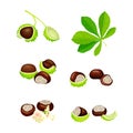 Horse Chestnut Brown Fruit and Green Spiky Capsule Shell Vector Set