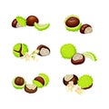 Horse Chestnut Brown Fruit and Green Spiky Capsule Shell Vector Set Royalty Free Stock Photo