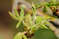 Horse Chestnut buds