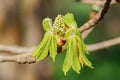 Horse Chestnut buds