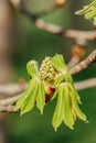 Horse Chestnut buds