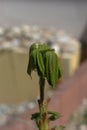 Horse chestnut buds