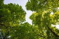 Horse-chestnut chestnut tree treetop seen from below view perspective sun bright green leaves leaf