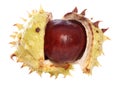 Horse-chestnut conker