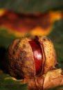 Horse chestnut conker