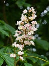Horse Chestnut flower Royalty Free Stock Photo