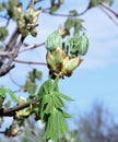Horse chestnut flower buds on a branch