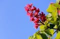 Horse Chestnut flower