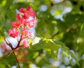 Horse chestnut flower