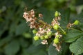 Horse Chestnut flower spike finished flowering and developing conkers