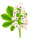 Horse chestnut flowers with a leaf on a white background. Royalty Free Stock Photo