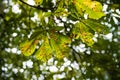 Horse chestnut foliage