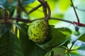 Horse chestnut fruit on a branch