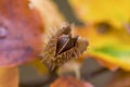 Horse chestnut in glorious autumn colours - stock photo