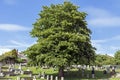 Horse Chestnut