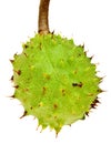 Horse Chestnut Husk Royalty Free Stock Photo