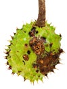 Horse Chestnut Husk Royalty Free Stock Photo