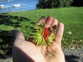 Horse chestnut with husk Royalty Free Stock Photo