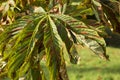 Horse chestnut Leaf (Aesculus hippocastanum)