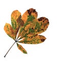 Horse Chestnut Leaf in Autumn Royalty Free Stock Photo