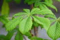 Horse chestnut leaf close up, aesculus hippocastanum or conker tree leaves