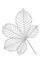 Horse chestnut leaf, hand drawn outline botanical design element