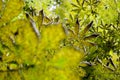 Horse-chestnut leaf miner - Cameraria ohridella Royalty Free Stock Photo