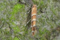 The horse-chestnut leaf miner Cameraria ohridella is a leaf-mining moth of the Gracillariidae family. Moth on bark.